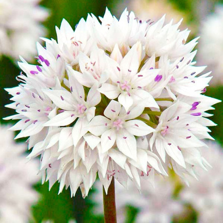 Алліум Graceful Beauty