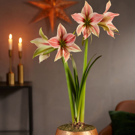 Гіпеаструм простий Exotic Star