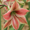 Гіпеаструм простий Exotic Star