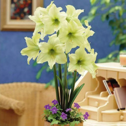 Гіпеаструм простий Lemon Star