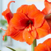 Гіпеаструм простий Orange Souvereign