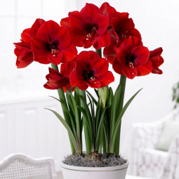 Гіпеаструм простий Red Lion