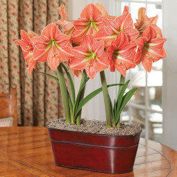 Гіпеаструм простий Terra Cotta Star