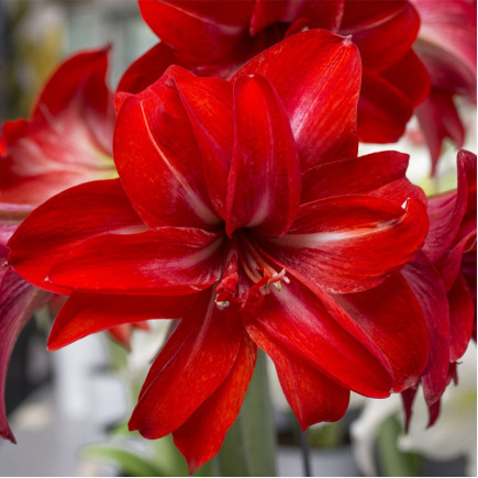 Гіпеаструм Double Delicious (подарункова упаковка)