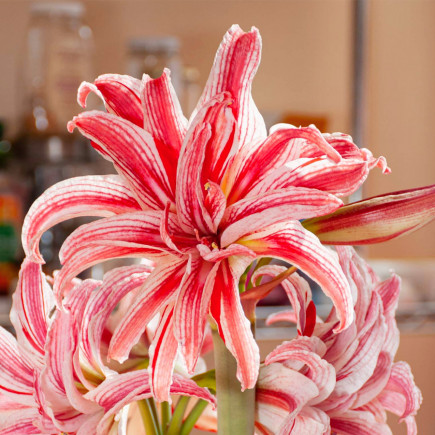 Гіппеаструм махровий Doublet