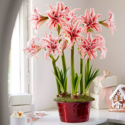 Гіппеаструм махровий Doublet