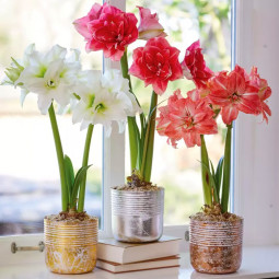 Комплект цибулин гіпеаструмів Диво серед зими