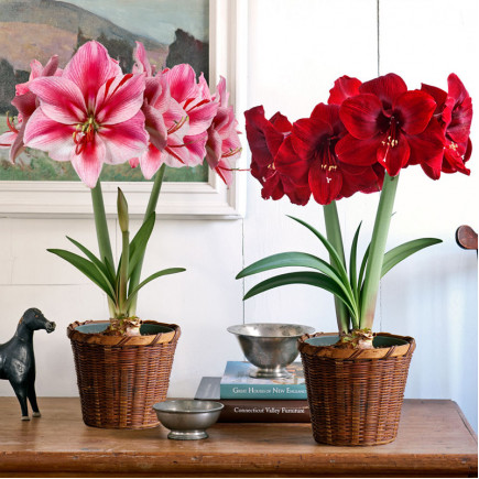 Комплект цибулин гіпеаструмів Диво у подарунок