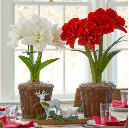 Комплект цибулин гіпеаструмів Краса без сезонів