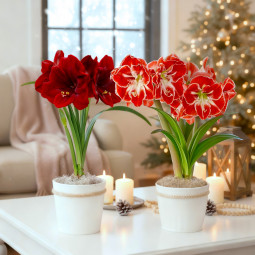 Комплект цибулин гіпеаструмів Магія святкового дому