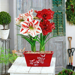 Комплект цибулин гіпеаструмів Мить чудес