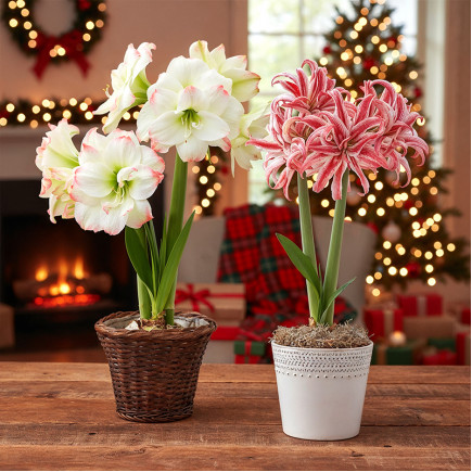 Комплект цибулин гіпеаструмів Новорічні історії