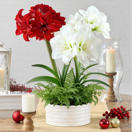 Комплект цибулин гіпеаструмів Святковий дует