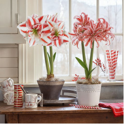 Комплект цибулин гіпеаструмів Святкові цукерочки