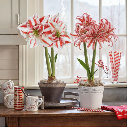 Комплект цибулин гіпеаструмів Святкові цукерочки