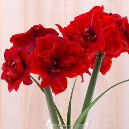 Гиппеаструм Red Torro