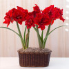 Гиппеаструм Red Torro