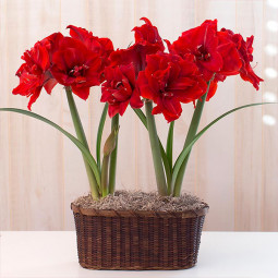Гиппеаструм Red Torro