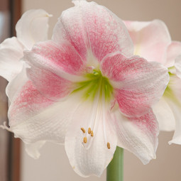 Гіпеаструм Rosy Star (контейнер 0.5 л)