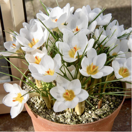 Крокус золотистий Snow Bunting