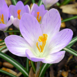 Крокус Ботанічний Rosalind