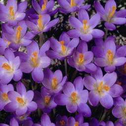 Крокус Ботанічний Barr's Purple (спецпропозиція) 100 шт Крокус Ботанічний Barr's Purple (спецпропозиція) 100 шт