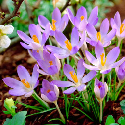 Крокус Ботанічний Lilac Beauty