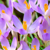 Крокус Ботанічний Lilac Beauty