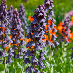 Фрітіларія Purple Favorite