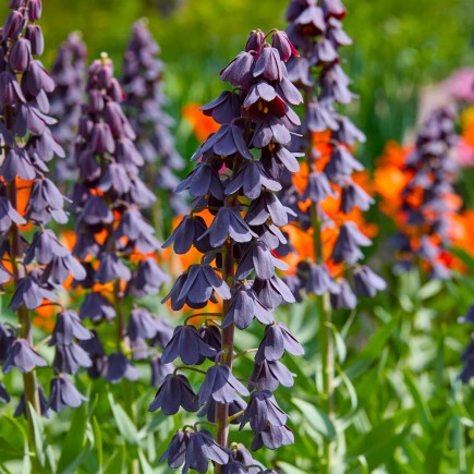 Фрітіларія Purple Favorite