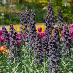 Фрітіларія Purple Favorite
