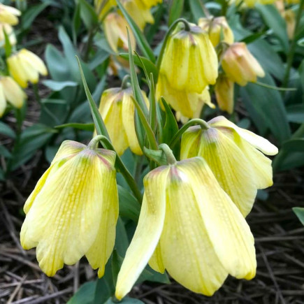 Фрітіларія Species Pallidiflora