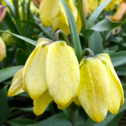 Фрітіларія Species Pallidiflora