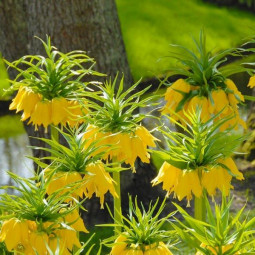 Фрітіларія Царська корона Lutea