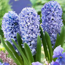 Гіацинт горщиковий Blue Giant
