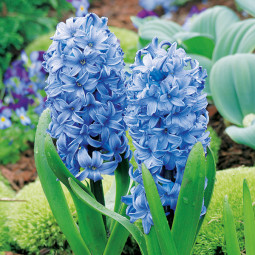 Гіацинт горщиковий Blue Giant