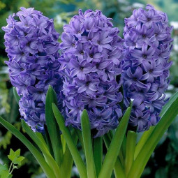 Гіацинт горщиковий Delft Blue