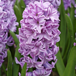 Гіацинт горщиковий Splendid Cornelia