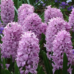 Гіацинт горщиковий Splendid Cornelia