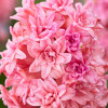 Гіацинт махровий Spring Beauty