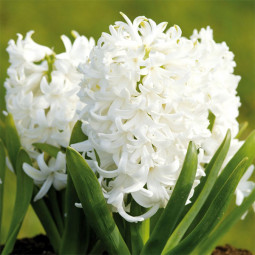 Гіацинт Top White