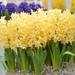 Гіацинт садовий Yellow Queen