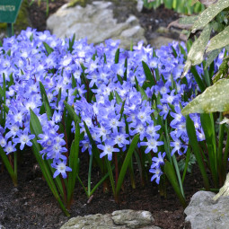 Хіонодокса Blue Giant