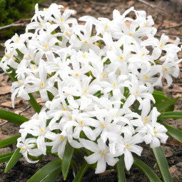 Хіонодокса Luciliae Alba