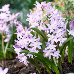 Хіонодокса Pink Giant