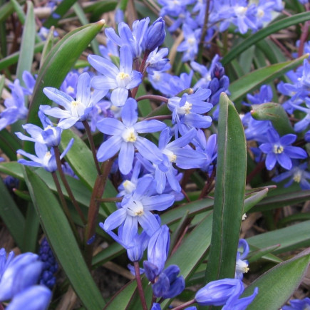 Хіонодокса Sardensis