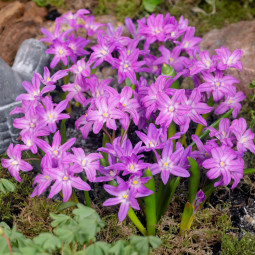 Хіонодокса Violet Beauty