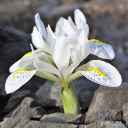 Ірис Reticulata Polar Ice