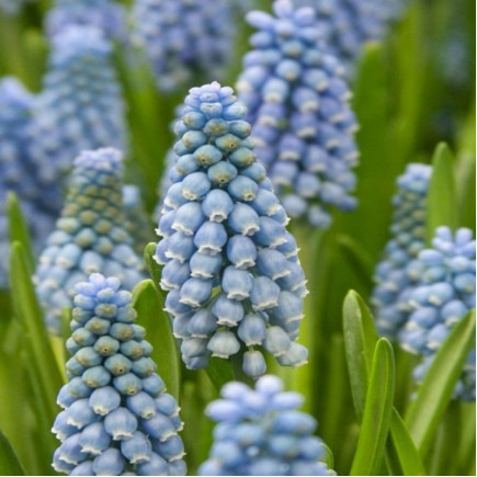 Мускарі Dutch Beauty