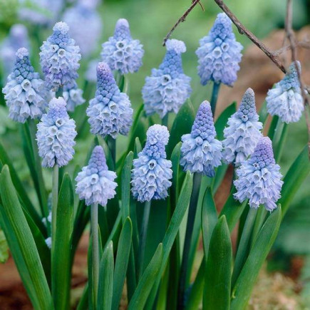 Мускарі Azureum